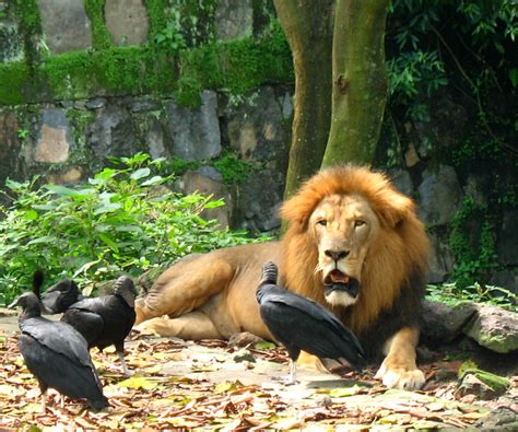 Lo Màs Popular De El Salvador Zoológico Nacional