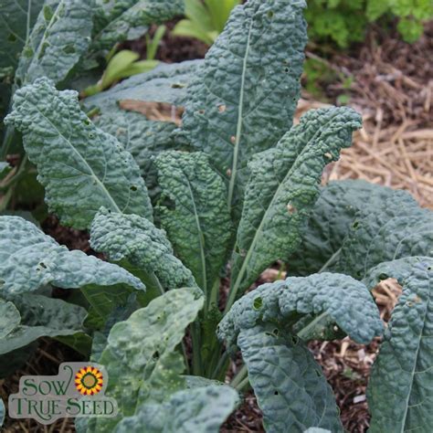 Kale Seeds Lacinato Organic Sow True Seed