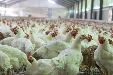 Biosecurity Measures In Poultry Effective Strategies For Disease