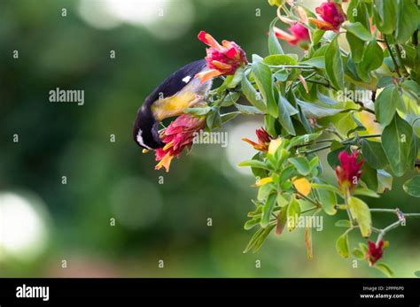 Small yellow and black bird, Bananaquit feeding on nectar from a pink ...