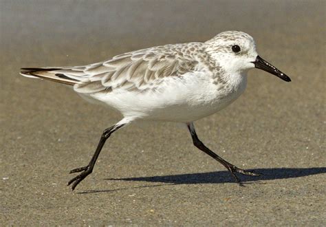 Sanderling | San Diego Bird Spot