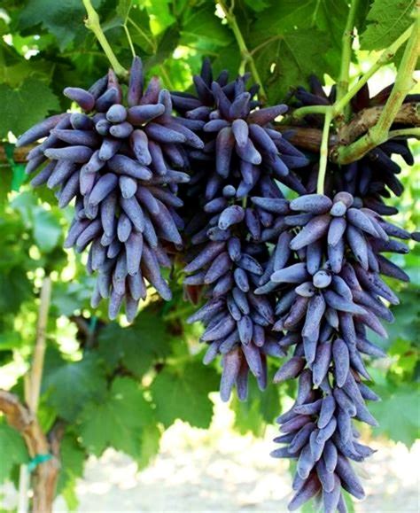 Rare Finger Grapes Organic Fruit Natural Growthgrape Vine