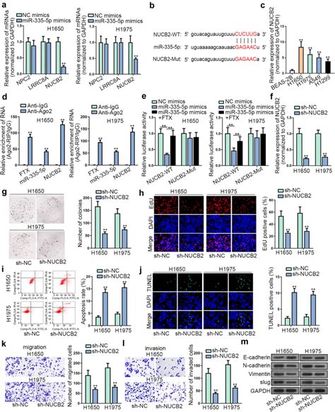 Nucb Was A Target Of Mir P And Acted As An Oncogene In Luad A