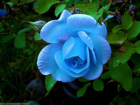 Beautiful Blue Rose Flowers Images Best Flower Site