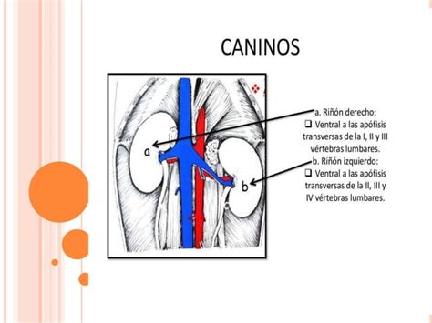 Sistema Urinario De Los Animales