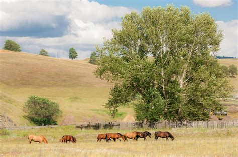 Photo of Horses Galloping · Free Stock Photo