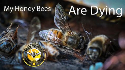 My Honey Bees Are Dying And There Is Nothing I Can Do About It Pesticide Suspicions Aphid