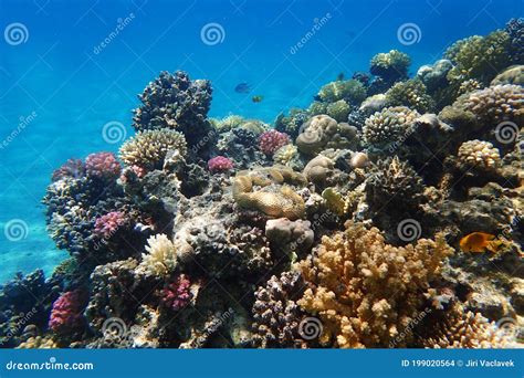 Coral Reef In Egypt Makadi Bay Stock Photo Image Of Reef Coral