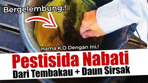 HAMA K O DENGAN INI TUTORIAL PESTISIDA NABATI DARI TEMBAKAU DAUN