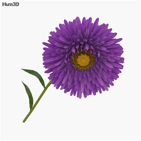 Aster 3D model - Plants on Hum3D