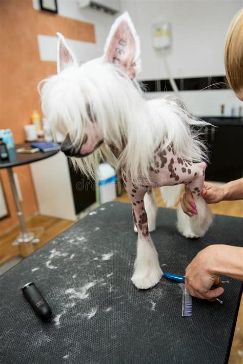 Breed Dog Grooming Chinese Crested Stock Image - Image of comfort ...