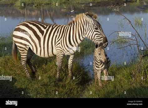 Common Zebra Equus Quagga Adult Female With Newborn Foal Standing In