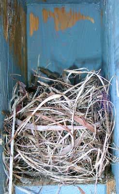 Mystery Nest 4 Sialis Org Info On Bluebirds Other Small Cavity