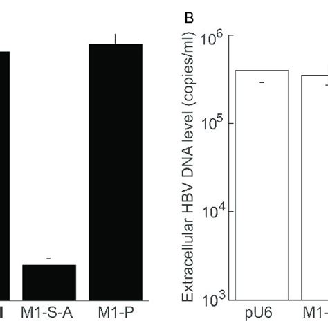 Inhibition Of Hbv Intracellular Dna Replication And Virus Production In