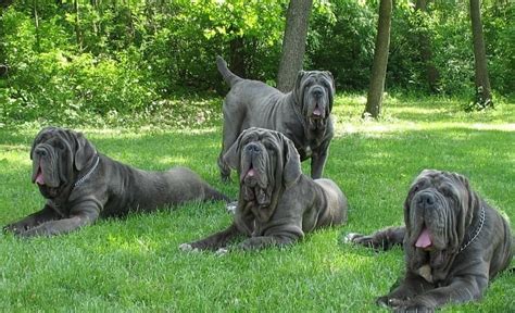 Mastín Napolitano El Gigante Generoso Mascotafiel