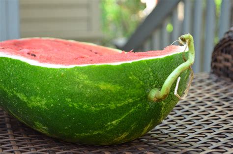 5 Key Tips To Pick The Perfect Watermelon Watermelon Picking Watermelon Watermelon Hacks