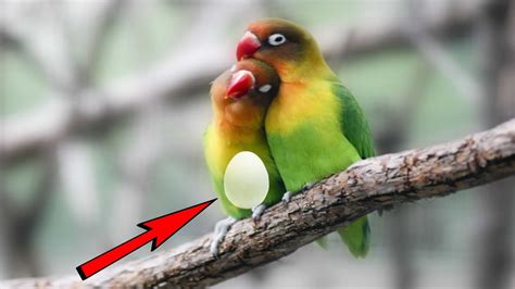 Pregnant Love Bird Symptoms How To Identify A Pregnant Lovebird YouTube