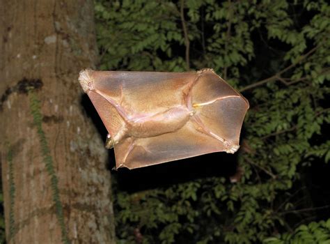 Colugo O Mam Fero Voador Que Basicamente Um Peda O De Pele Hypescience