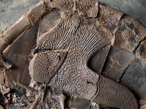 Fossilien Aus Der Grube Messel