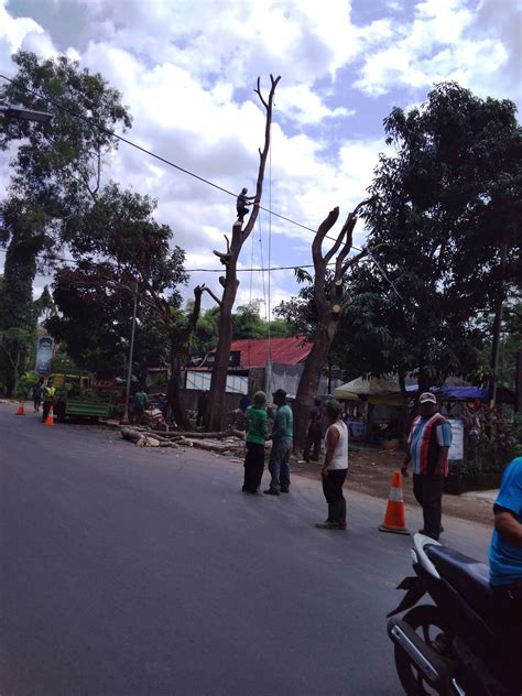 Pemkab Pangkas Pohon Rawan Tumbang Pasundan Ekspres