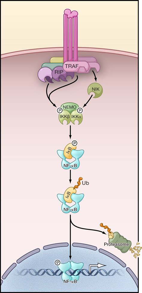 Shared Principles In Nf κb Signaling Cell