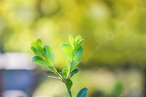 Brotes Tiernos De Hojas Nuevas Y Verdes Fondos Hoja Verde Nuevo Verde