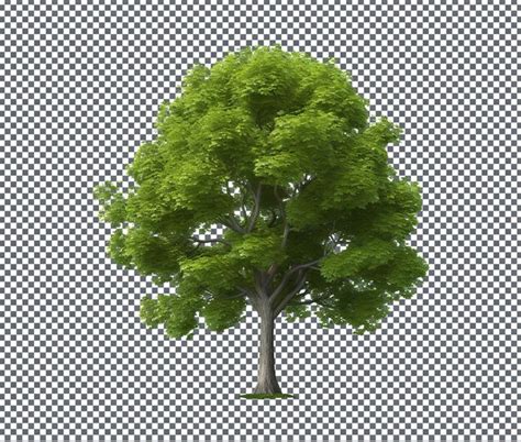 Beautiful Sycamore Tree Isolated On Transparent Background Premium AI