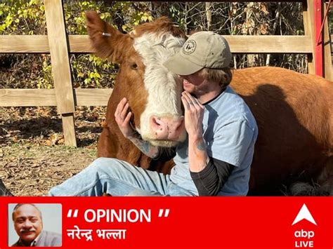 Scientific Benefits Of Hugging Cow What Expert Says About It Cow Hug