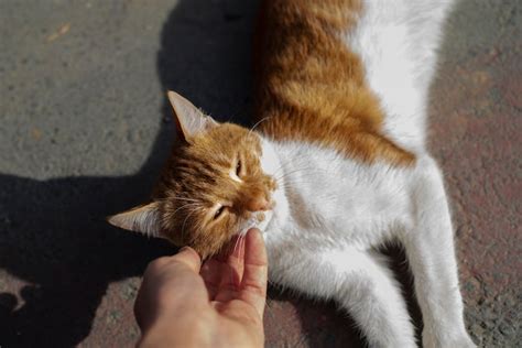 Madre E Hijo Acarician A Un Gatito En La Calle Foto Premium