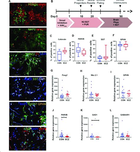 Differentiation And Characterization Of Human Ipsc Derived Cortical