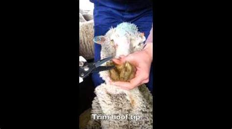 Drenching and foot paring sheep | AnimalHandling101 Wiki | FANDOM ...