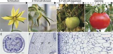 Figure 1 From The Role Of Auxin And Gibberellin In Tomato Fruit Set