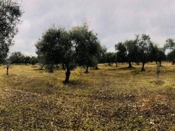 Terreni In Vendita Agricolo A Sannicandro Di Bari Terreni In Vendita