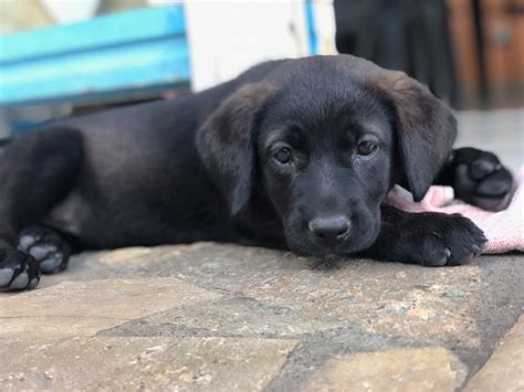 Adoption de Lola Moyen chien chien croisé petit région Île de France