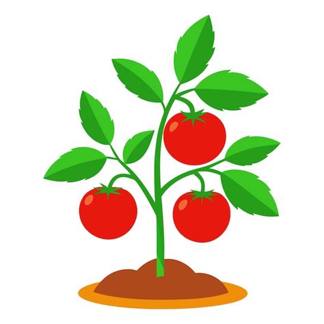 Premium Vector Tomato Plant In A Pot Isolated Food And Gardening Concept