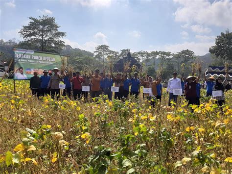 Gerakan Panen Kedelai Di Sleman Diy Mendukung Produksi Kedelai