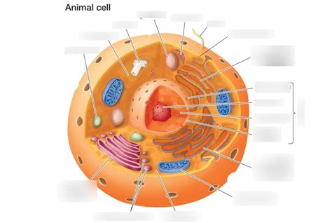 Cell Organelles Diagram Quizlet