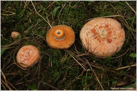 Mleczaj Rydz Lactarius Deliciosus Atlas Nagrzyby Pl