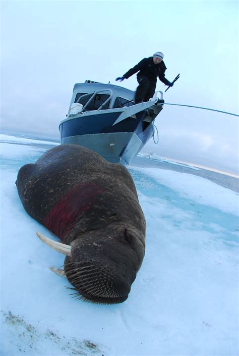 Walrus Hunt 8513 1 340 My First Hand Photos Of A Walrus Flickr