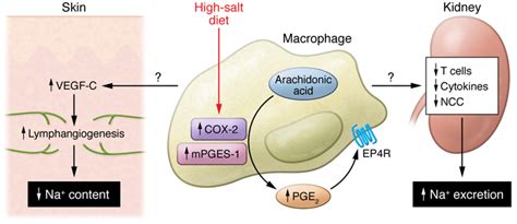 The Cox 2 Mpges 1 Ep4 Receptor Pathway In Macrophages Maintains Sodium