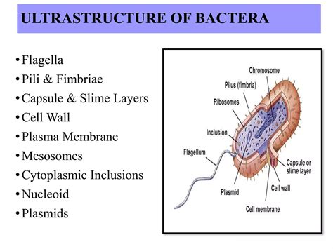 Morphology And Ultrastructure Of Bacteria Ppt