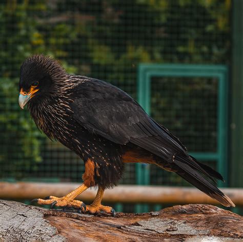 Striated Caracara | Hertfordshire Zoo