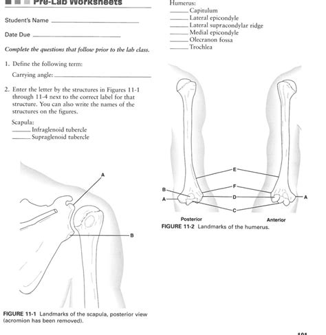 Elbow Joint Pathologies And Test Diagram Quizlet