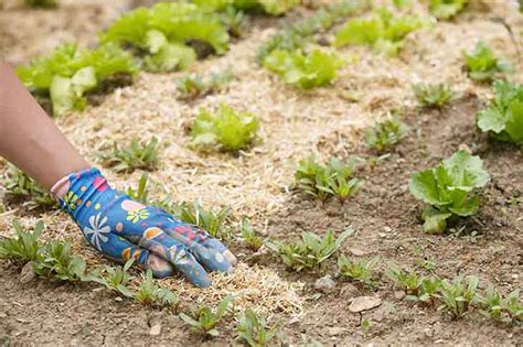 Ecco Come Proteggere Le Piante Dal Gelo E Dal Freddo A Dicembre