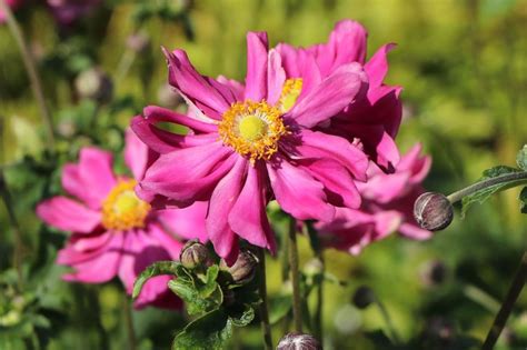 Japan Herbst Anemone Prinz Heinrich Beste Sorten And Stauden Wissen