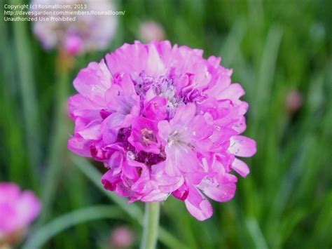 Plantfiles Pictures Armeria Common Thrift Sea Pink Sea Thrift