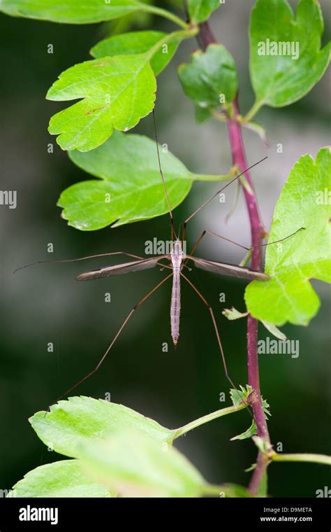 Crane Fly Tipula Oleracea Adult At Rest On A Hawthorn Stem And Leaves