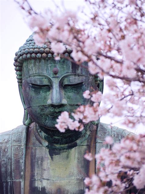 Cherry Blossoms In Kamakura Tsurugaoka Hachimangu Shrine And Kamakura