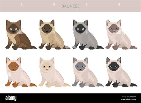 Balinese Cat Long Haired Siamese Clipart All Coat Colors Set All Cat