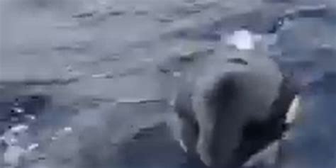 Vídeo el último ataque de las orcas a un pesquero en el Estrecho de